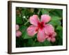 Pink Hibiscus Flower-Lisa S. Engelbrecht-Framed Photographic Print