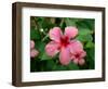 Pink Hibiscus Flower-Lisa S. Engelbrecht-Framed Photographic Print