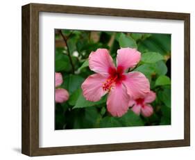 Pink Hibiscus Flower-Lisa S. Engelbrecht-Framed Photographic Print