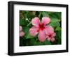 Pink Hibiscus Flower-Lisa S. Engelbrecht-Framed Photographic Print