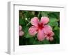 Pink Hibiscus Flower-Lisa S. Engelbrecht-Framed Photographic Print