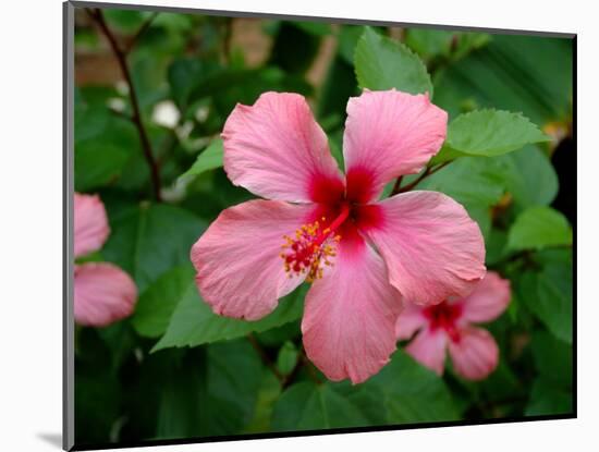 Pink Hibiscus Flower-Lisa S. Engelbrecht-Mounted Photographic Print