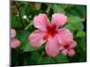 Pink Hibiscus Flower-Lisa S. Engelbrecht-Mounted Photographic Print