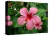 Pink Hibiscus Flower-Lisa S. Engelbrecht-Stretched Canvas