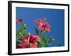 Pink Hibiscus Flowers, Bermuda, Central America-Robert Harding-Framed Photographic Print