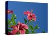 Pink Hibiscus Flowers, Bermuda, Central America-Robert Harding-Stretched Canvas