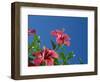 Pink Hibiscus Flowers, Bermuda, Central America-Robert Harding-Framed Photographic Print