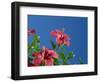 Pink Hibiscus Flowers, Bermuda, Central America-Robert Harding-Framed Photographic Print