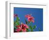 Pink Hibiscus Flowers, Bermuda, Central America-Robert Harding-Framed Photographic Print