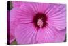 Pink Hibiscus, Usa-Lisa S. Engelbrecht-Stretched Canvas