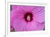 Pink Hibiscus, Usa-Lisa S. Engelbrecht-Framed Premium Photographic Print
