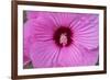 Pink Hibiscus, Usa-Lisa S. Engelbrecht-Framed Premium Photographic Print