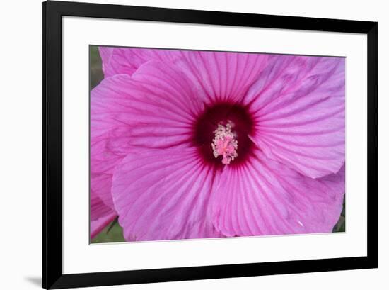 Pink Hibiscus, Usa-Lisa S. Engelbrecht-Framed Premium Photographic Print