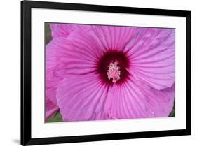 Pink Hibiscus, Usa-Lisa S. Engelbrecht-Framed Premium Photographic Print