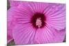 Pink Hibiscus, Usa-Lisa S. Engelbrecht-Mounted Premium Photographic Print