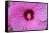 Pink Hibiscus, Usa-Lisa S. Engelbrecht-Framed Stretched Canvas