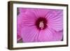 Pink Hibiscus, Usa-Lisa S. Engelbrecht-Framed Photographic Print