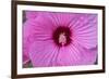 Pink Hibiscus, Usa-Lisa S. Engelbrecht-Framed Photographic Print