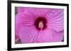 Pink Hibiscus, Usa-Lisa S. Engelbrecht-Framed Photographic Print