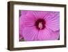 Pink Hibiscus, Usa-Lisa S. Engelbrecht-Framed Photographic Print