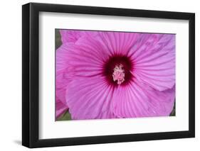 Pink Hibiscus, Usa-Lisa S. Engelbrecht-Framed Photographic Print