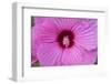 Pink Hibiscus, Usa-Lisa S. Engelbrecht-Framed Photographic Print