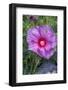 Pink Hibiscus, Usa-Lisa S. Engelbrecht-Framed Photographic Print