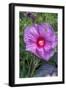 Pink Hibiscus, Usa-Lisa S. Engelbrecht-Framed Photographic Print