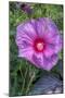 Pink Hibiscus, Usa-Lisa S. Engelbrecht-Mounted Photographic Print