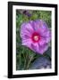 Pink Hibiscus, Usa-Lisa S. Engelbrecht-Framed Photographic Print
