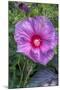Pink Hibiscus, Usa-Lisa S. Engelbrecht-Mounted Photographic Print