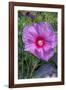 Pink Hibiscus, Usa-Lisa S. Engelbrecht-Framed Photographic Print