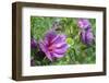 Pink Hibiscus, Usa-Lisa S. Engelbrecht-Framed Photographic Print