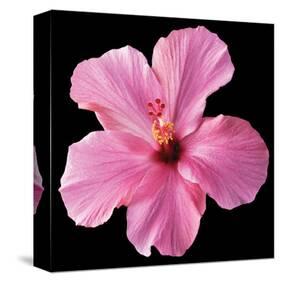 Pink Hibiscus-Christine Zalewski-Stretched Canvas