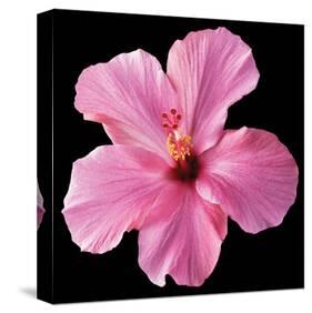 Pink Hibiscus-Christine Zalewski-Stretched Canvas