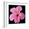 Pink Hibiscus-Christine Zalewski-Framed Art Print