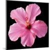 Pink Hibiscus-Christine Zalewski-Mounted Art Print