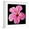 Pink Hibiscus-Christine Zalewski-Framed Art Print