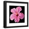 Pink Hibiscus-Christine Zalewski-Framed Art Print