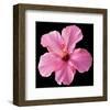 Pink Hibiscus-Christine Zalewski-Framed Art Print