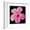 Pink Hibiscus-Christine Zalewski-Framed Art Print