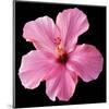 Pink Hibiscus-Christine Zalewski-Mounted Art Print