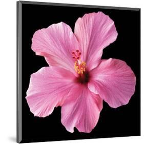 Pink Hibiscus-Christine Zalewski-Mounted Art Print