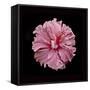 Pink Hibiscus-Lee Peterson-Framed Stretched Canvas