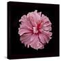 Pink Hibiscus-Lee Peterson-Stretched Canvas