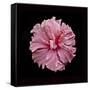 Pink Hibiscus-Lee Peterson-Framed Stretched Canvas