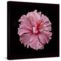 Pink Hibiscus-Lee Peterson-Stretched Canvas