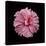 Pink Hibiscus-Lee Peterson-Stretched Canvas