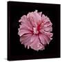 Pink Hibiscus-Lee Peterson-Stretched Canvas