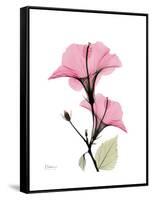 Pink Hibiscus-Albert Koetsier-Framed Stretched Canvas